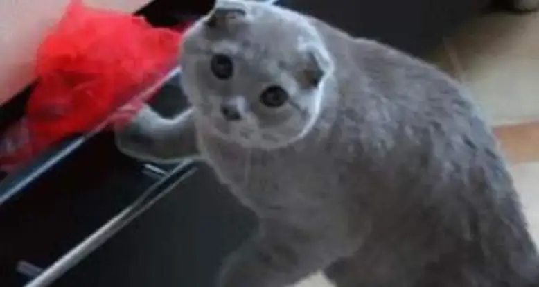 Adorable Cat Gets Caught In The Act Of Stealing