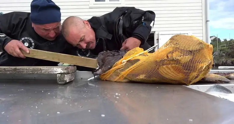 Catching A Gigantic Monkfish
