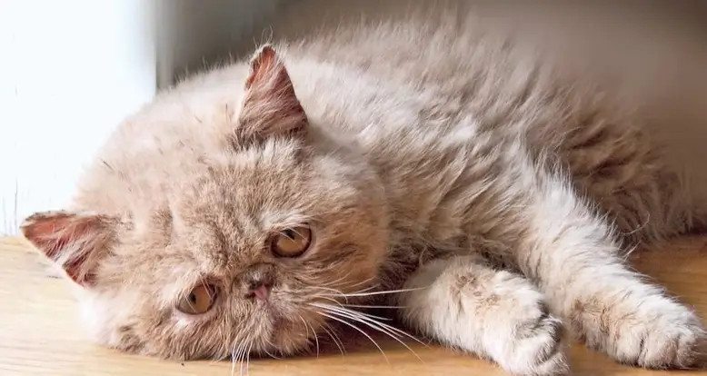 Cat Diary