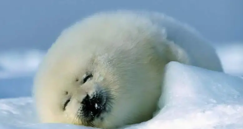 The World’s 42 Most Aww-Inspiring Cute Animals In GIFs