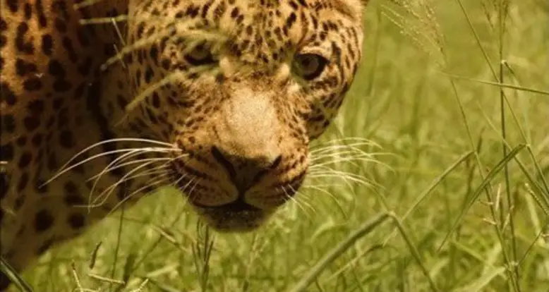 If A Leopard Is Hunting You, You’ll Never Know