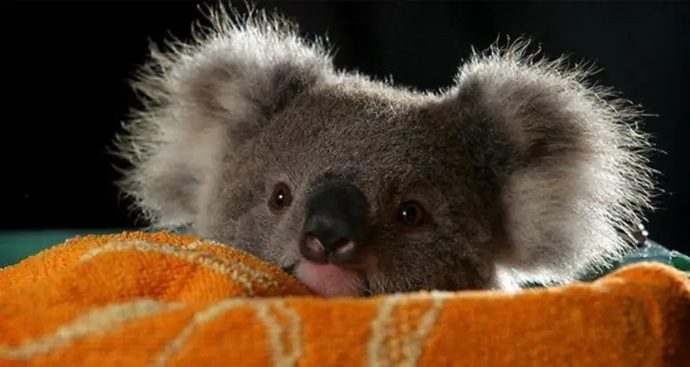 50 Cute GIFs That Will Warm Even The Iciest Of Hearts