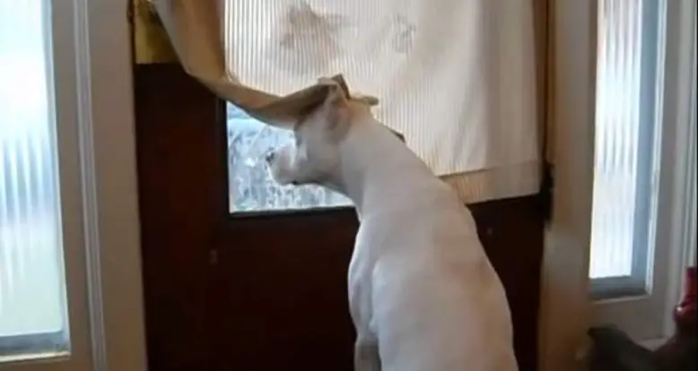 31 Utterly Heartwarming GIFs Of Dogs Welcoming Soldiers Home
