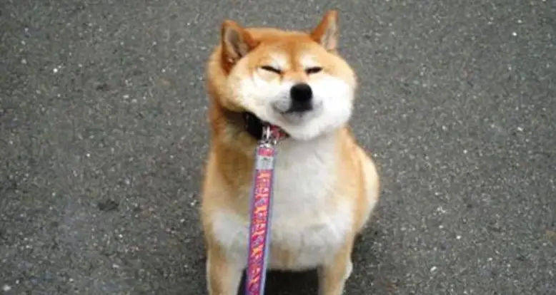 25 Animals That Know Exactly What Monday Morning Is Like