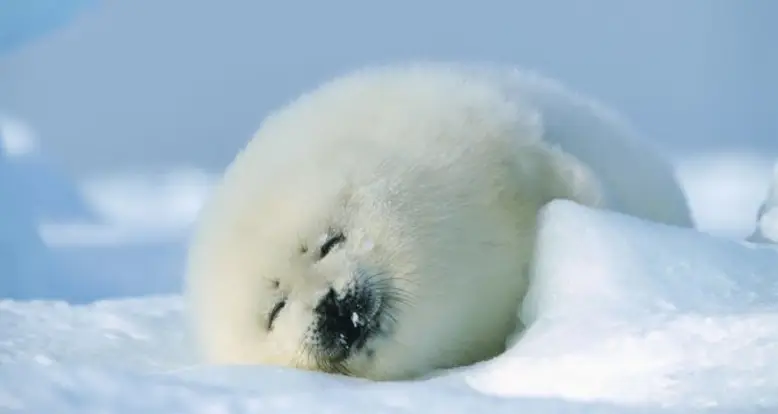 26 Harp Seal Pictures Guaranteed To Make You Squeal