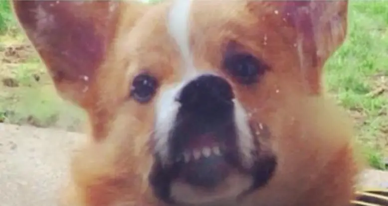 44 Corgi Photos That Will Make Your Troubles Melt Away