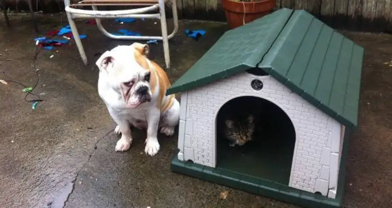 35 Cats Who Shamelessly Delight In Being Jerks