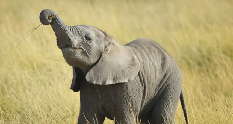 10 Adorable Baby Elephant GIFs To Brighten Your Day