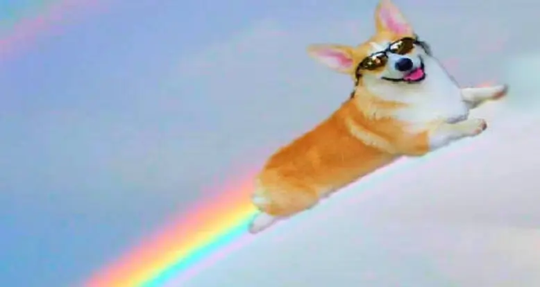 The 21 Funniest Dog GIFs Ever