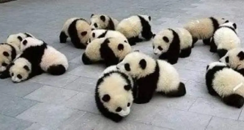 Baby Panda Party