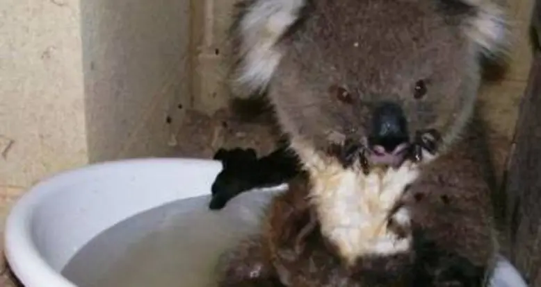 The Cutest Koala Pictures