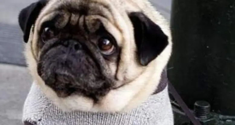 A Depressed Pug