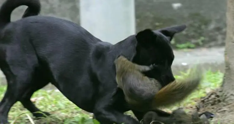 Baby Squirrel Rescued By Mother