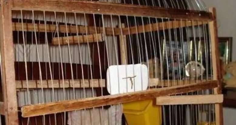 Parakeet and Kitten Love Story, In Pictures