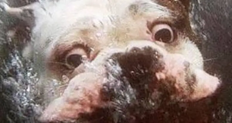 Underwater Bull Dog