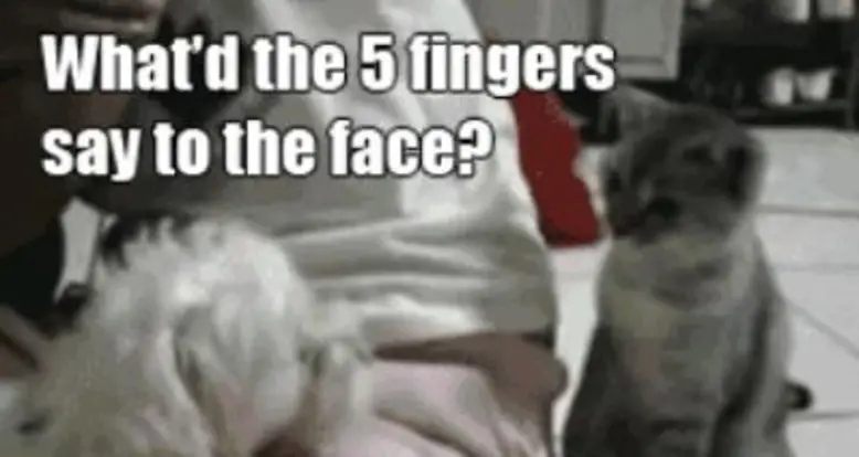 Catnip Is A Hellofa Drug