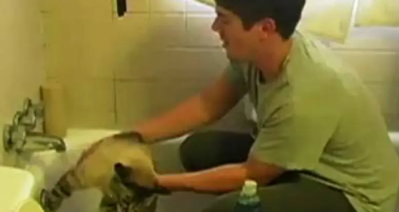 How To Wash A Cat