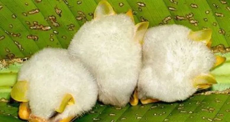Adorable Alert: Honduran White Bat Babies