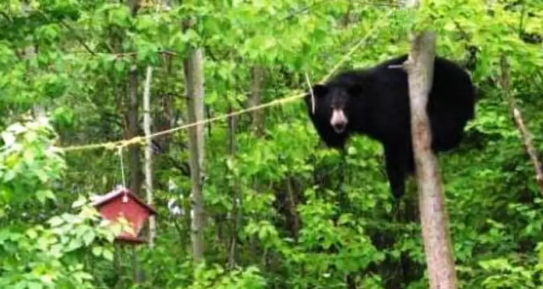 Dexterous Bear Gets The Bird Feeder