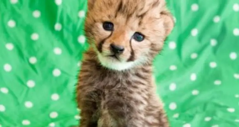 Busch Gardens Hand Raises A Baby Cheetah