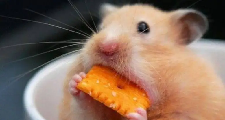 When Hamsters Get Greedy