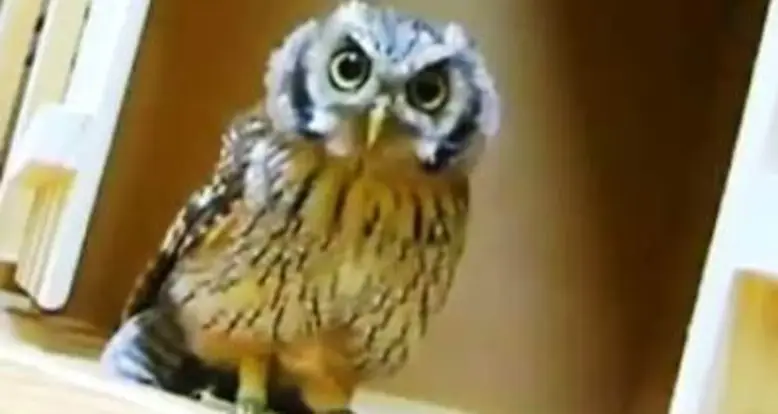 Cute Owl Hunts Invisible Prey