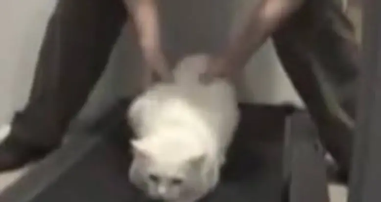 Laziest Cat Ever
