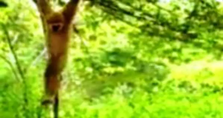 Monkey Hilariously Taunts Two Tigers