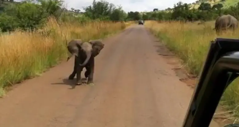 Baby Elephant Charge