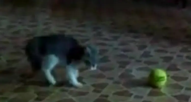 Kitten Versus Tennis Ball