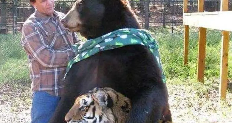 Lions, Tigers, And Bears — Oh My!