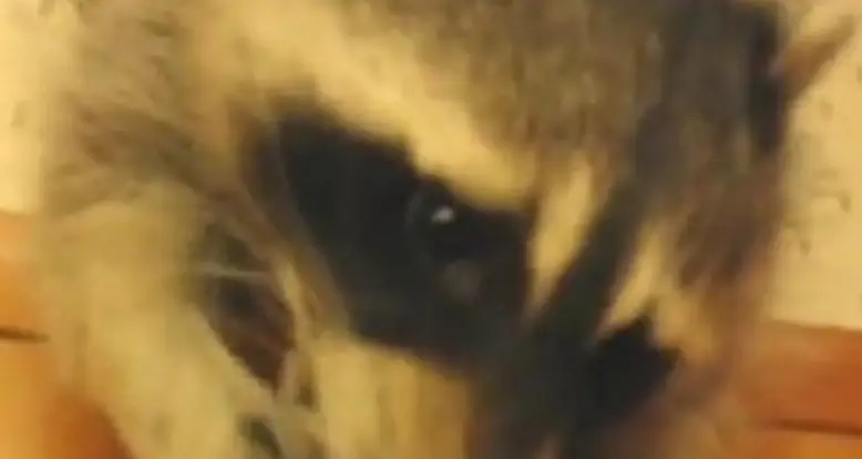 Pet Raccoon Moonlights As Interior Decorator