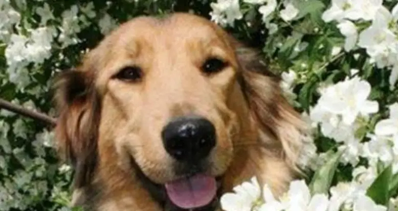Why You Should Always Adopt Your Pet