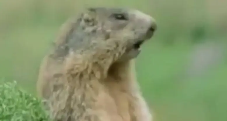Hilarious Voiceovers On Animal Documentaries
