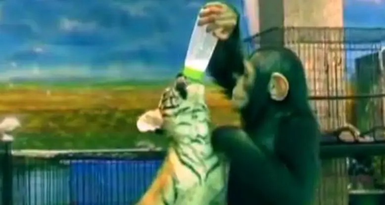 Chimpanzee Bottle Feeds A Tiger Cub