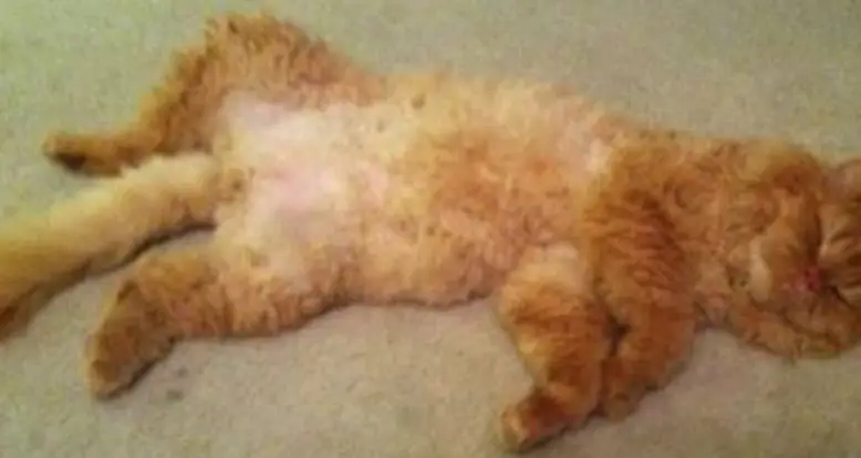 The Tale Of Fluffy McCute Cat