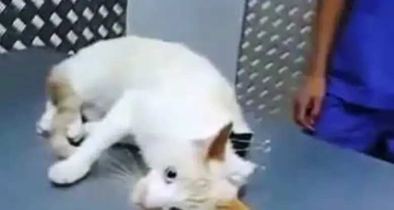How To Deactivate A Cat