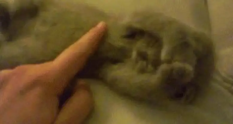 Tickling A Little Kitten