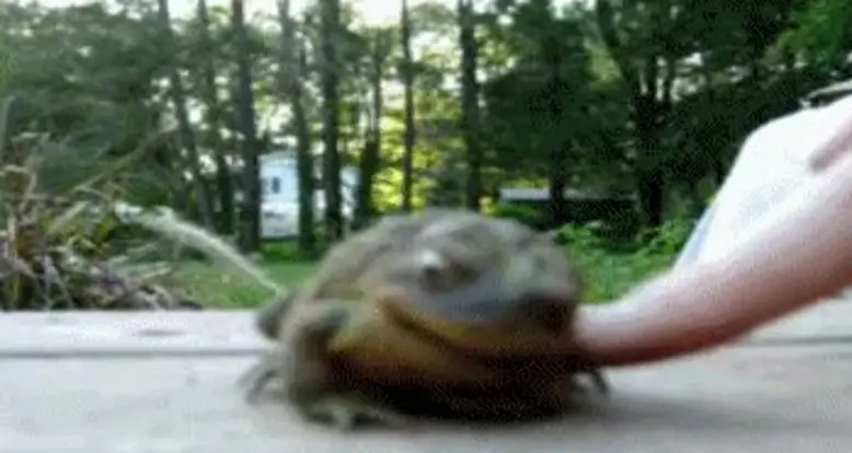 Content Frog Is Content