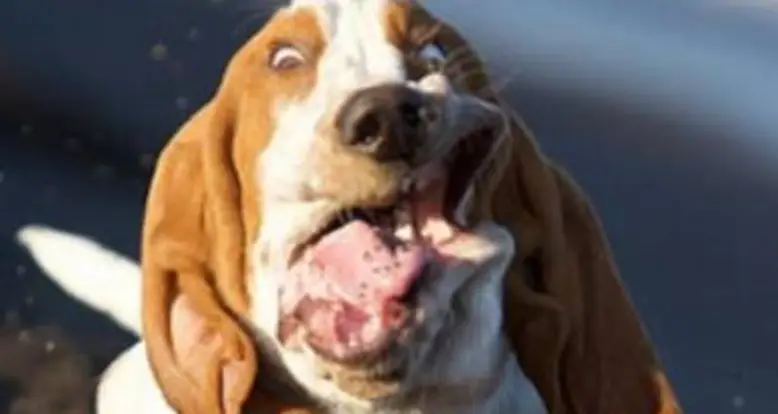 Nine Hilarious Photographs Of Basset Hounds Running