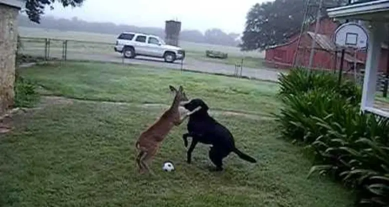 Labrador And Baby Deer Play Together