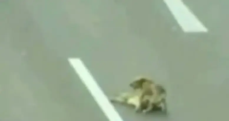 A Dog Risks His Life To Rescue Another Dog
