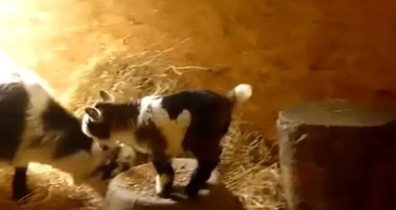 Baby Goats Are Absolutely Adorable