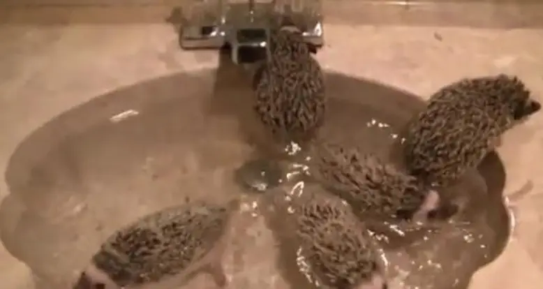A Sink Full Of Baby Hedgehogs