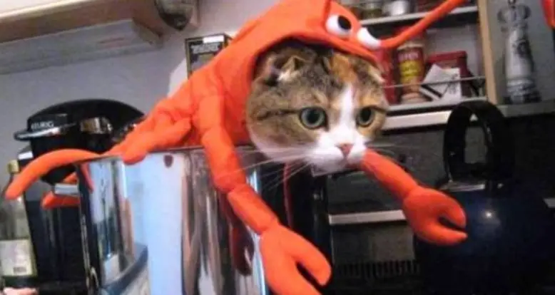 Fourteen Hilarious Cats In Costumes