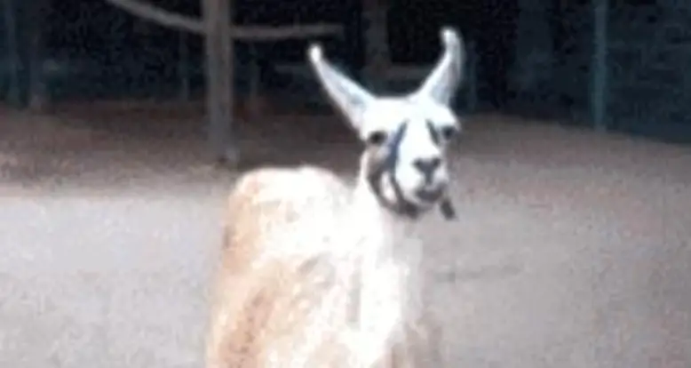 I’m Fabulous!