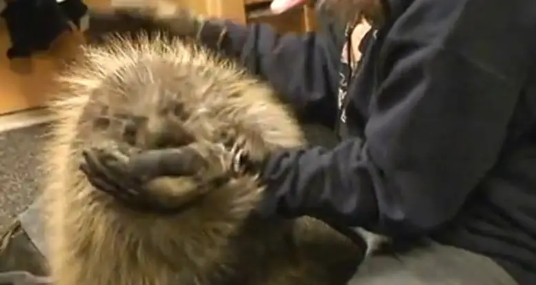 Friendliest Porcupine Ever