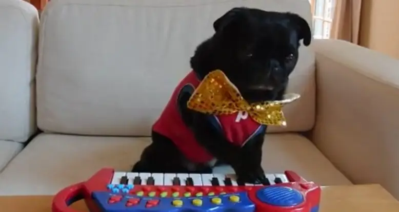 Pug Plays The Keyboard