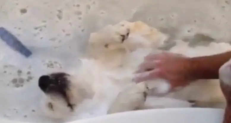 Dog Loves Baths