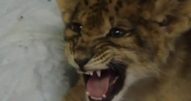 Lion Cub Lets Out Its Best Roar